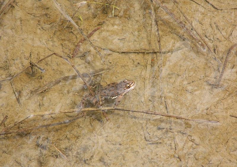 Pelophylax ridibundus