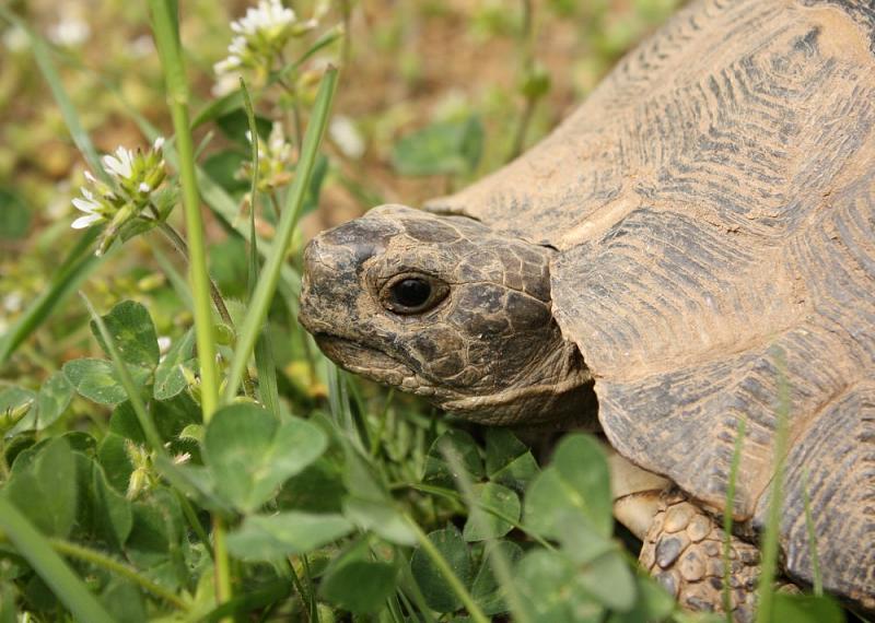 Testudo graeca