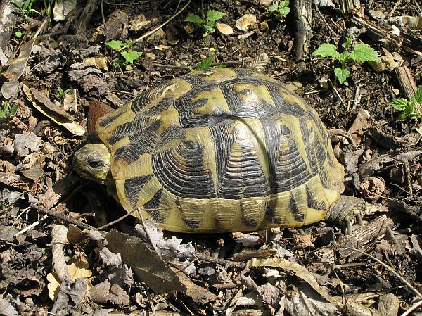 Testudo hermanni