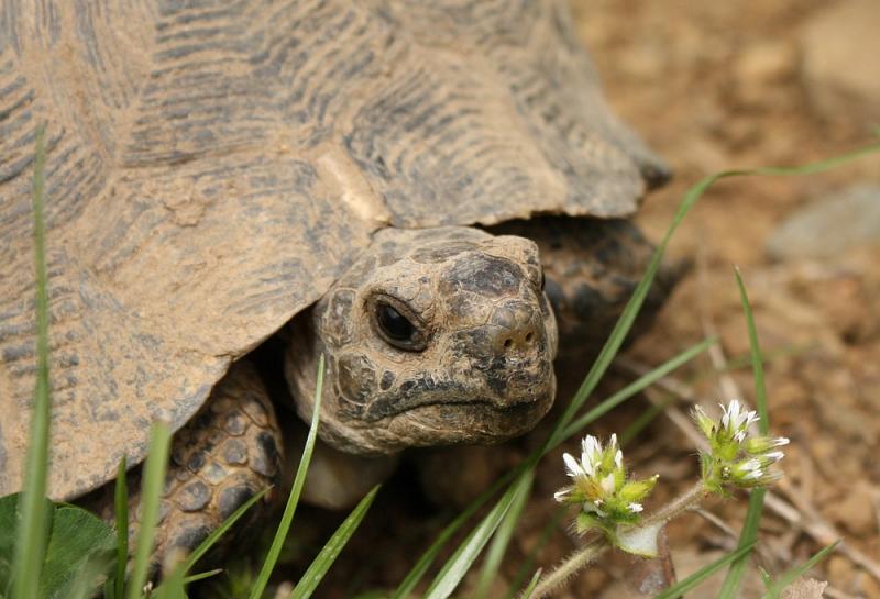 Testudo graeca