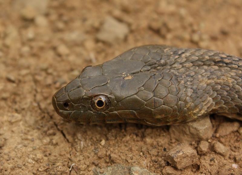 Natrix tessellata