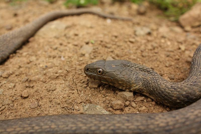 Natrix tessellata