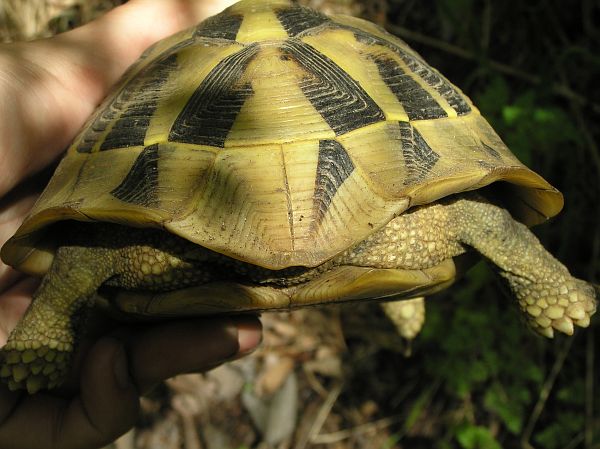 Testudo hermanni