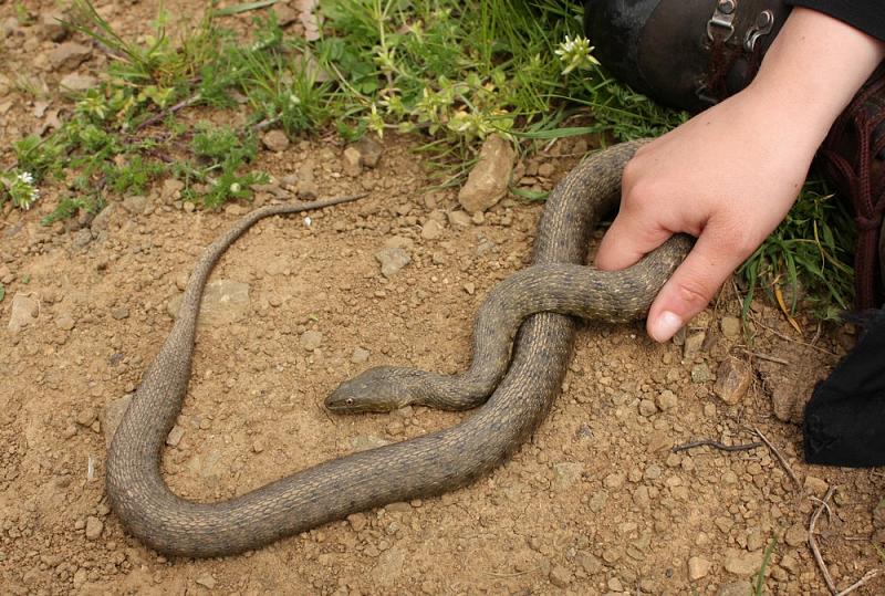 Natrix tessellata