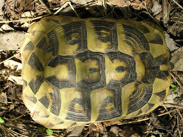 Testudo hermanni