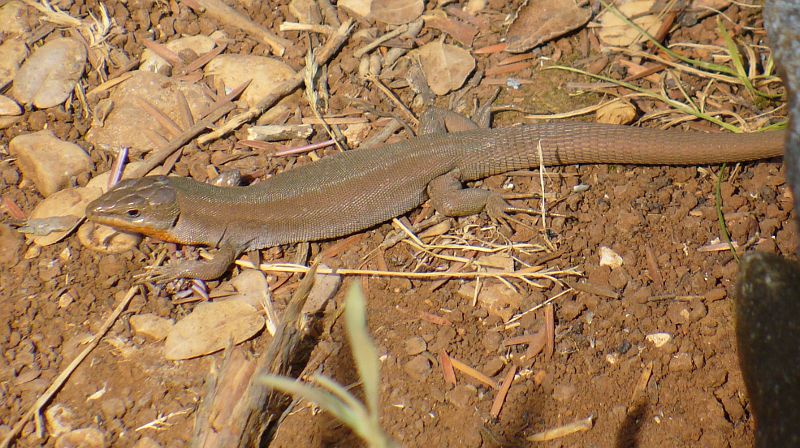 Podarcis melisellensis