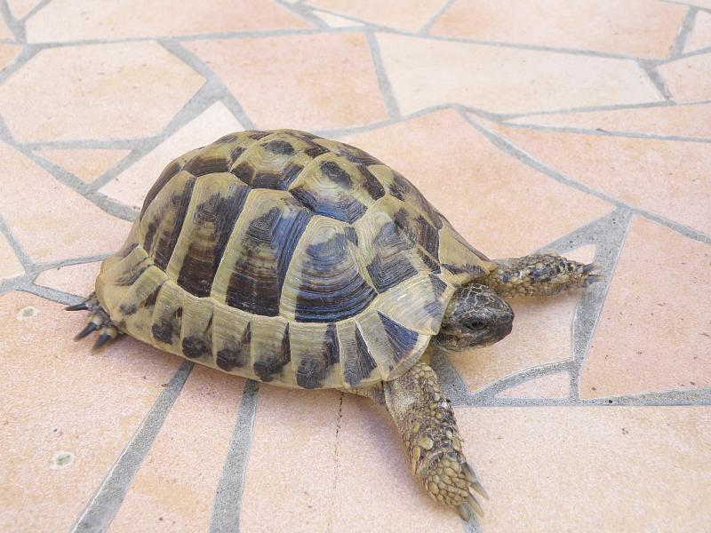 Testudo hermanni