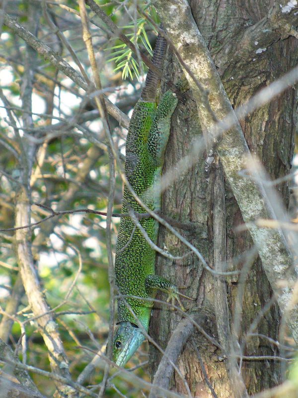 Lacerta sp.