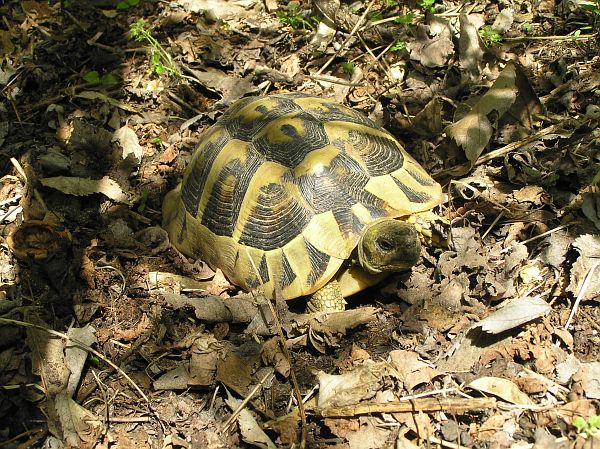 Testudo hermanni