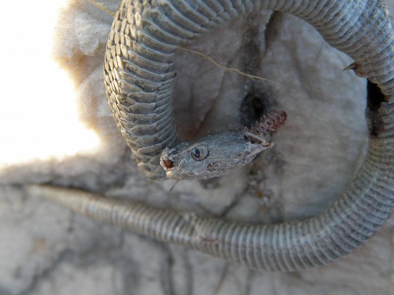 Vipera ammodytes