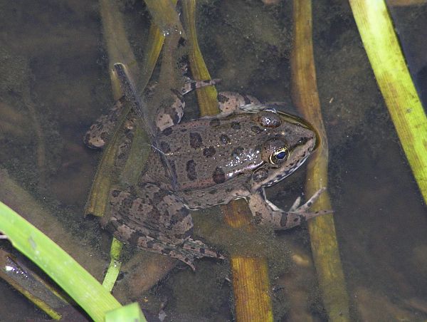 Pelophylax ridibundus