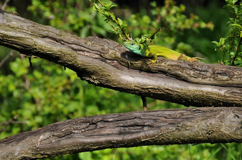 Lacerta viridis