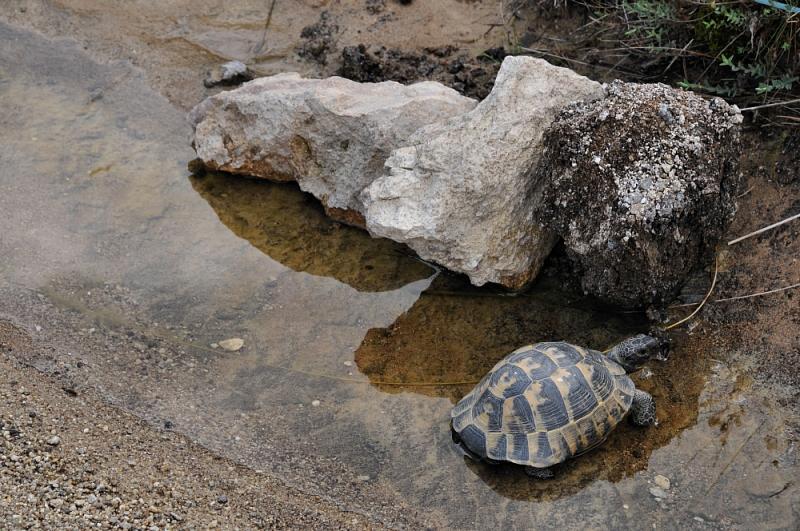 Testudo graeca