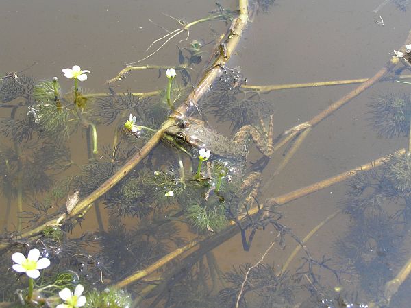 Pelophylax ridibundus