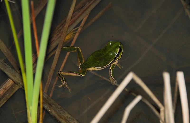 Hyla arborea