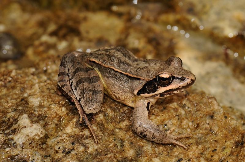 Rana dalmatina