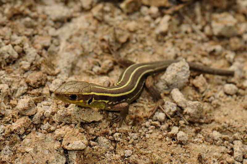 Lacerta trilineata