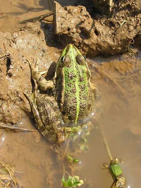 Pelophylax ridibundus