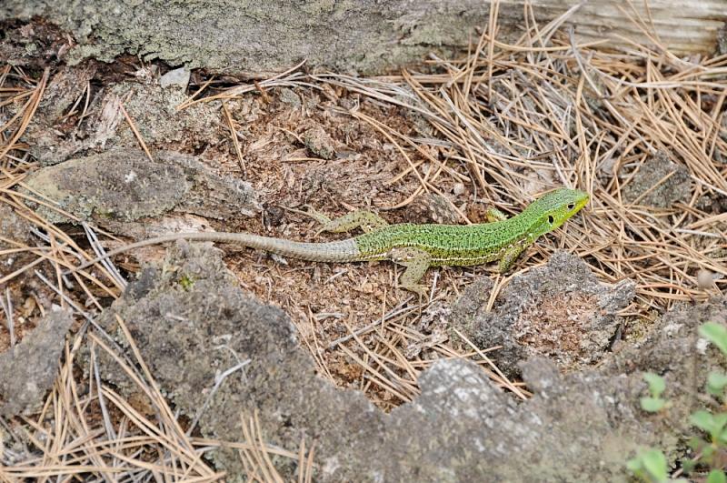 Lacerta trilineata