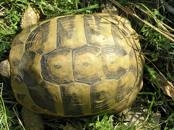 Testudo hermanni