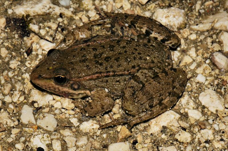 Pelophylax ridibundus