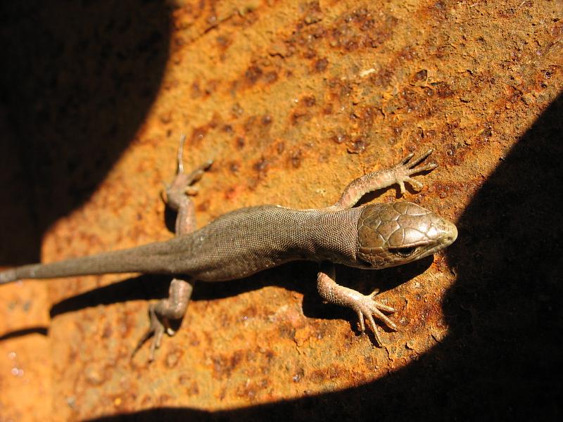 Lacerta viridis