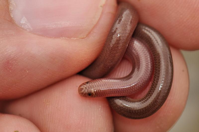 Typhlops vermicularis Typhlops vermicularis