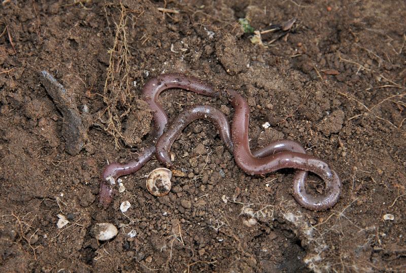 Typhlops vermicularis