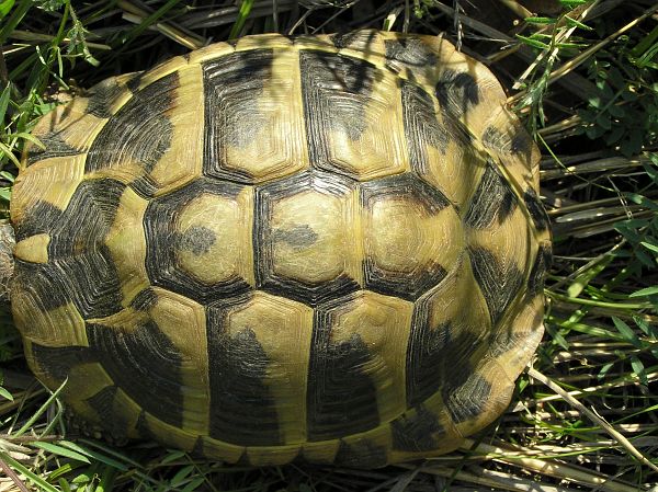 Testudo hermanni