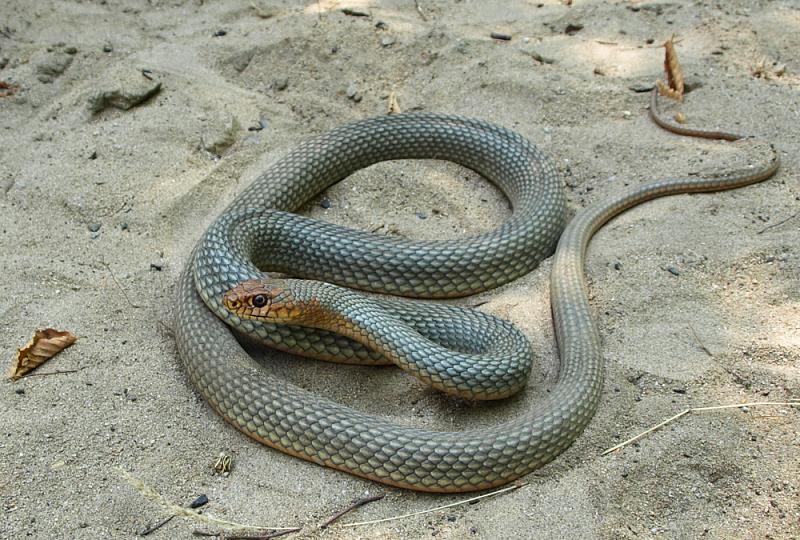 Dolichophis caspius