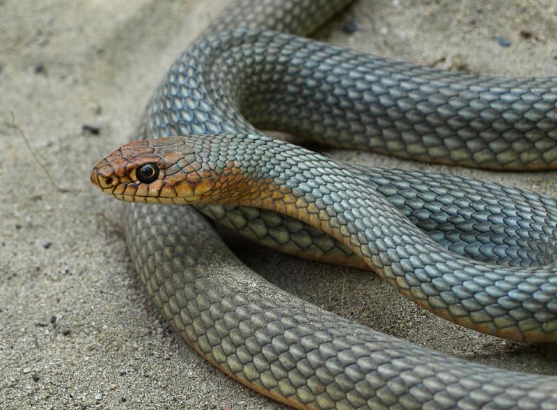 Dolichophis caspius