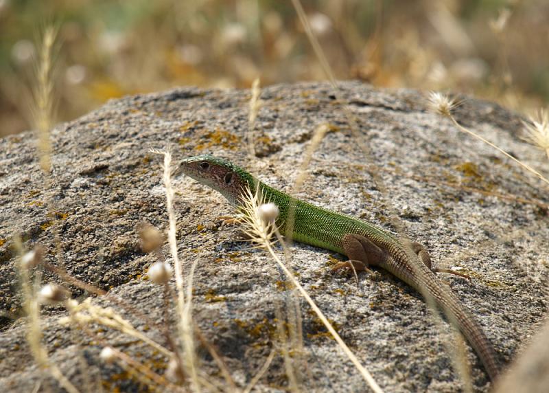 Lacerta viridis