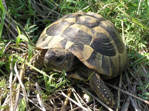 Testudo hermanni