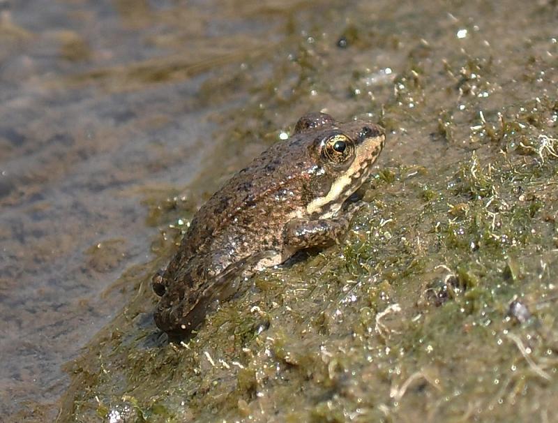 Pelophylax ridibundus