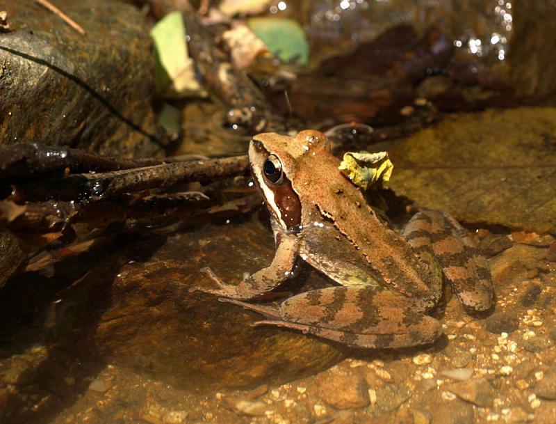 Rana temporaria