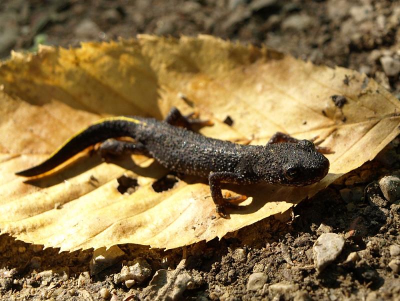 Triturus karelinii