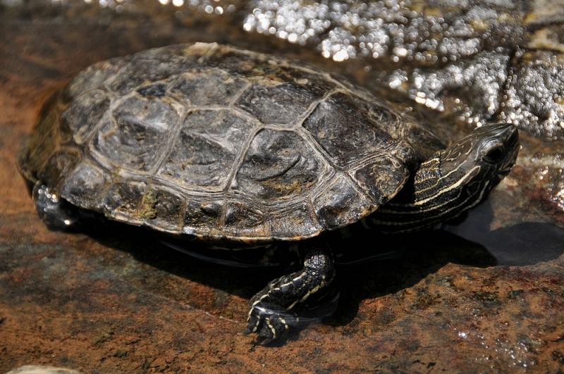 Mauremys rivulata