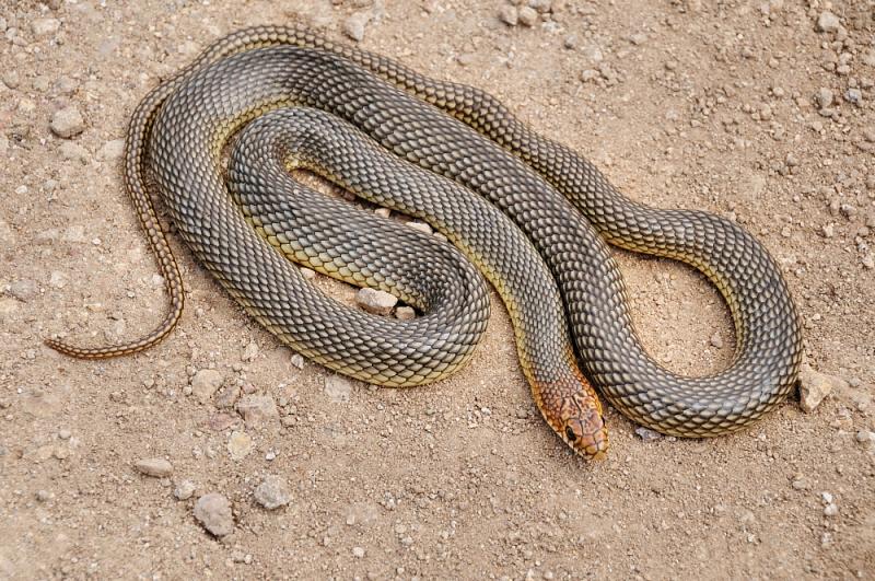 Dolichophis caspius