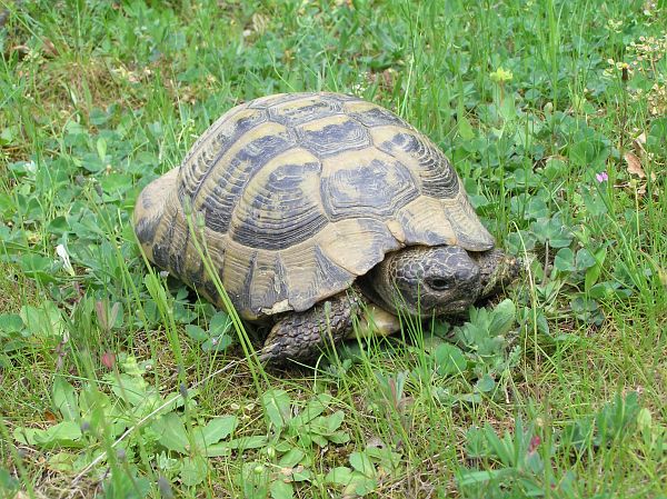 Testudo hermanni