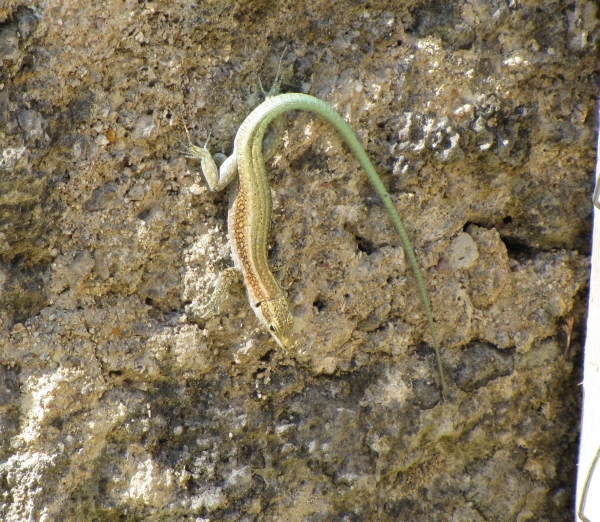 Anatololacerta oertzeni