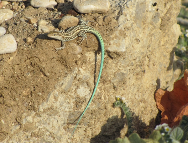 Anatololacerta oertzeni