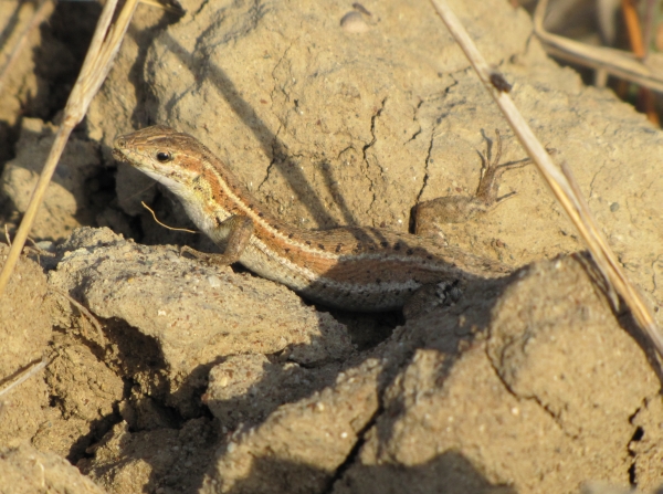 Ophisops elegans