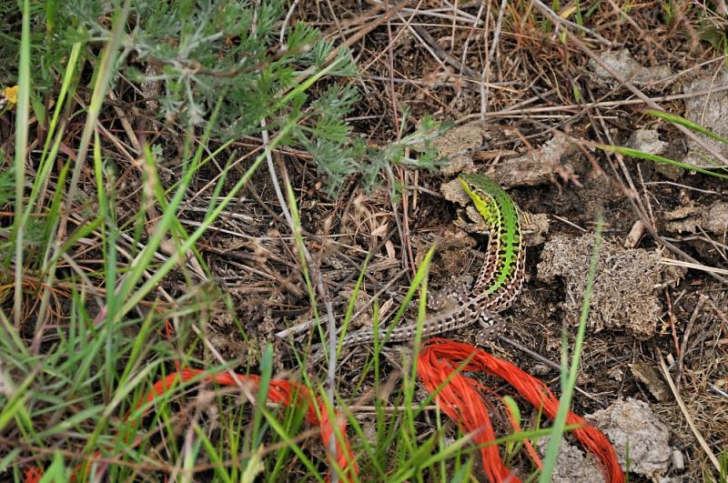 Podarcis tauricus