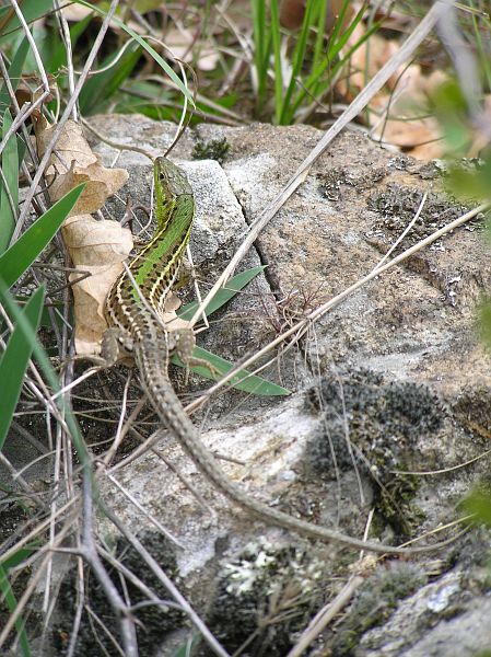 Podarcis tauricus