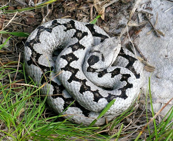 Vipera ammodytes