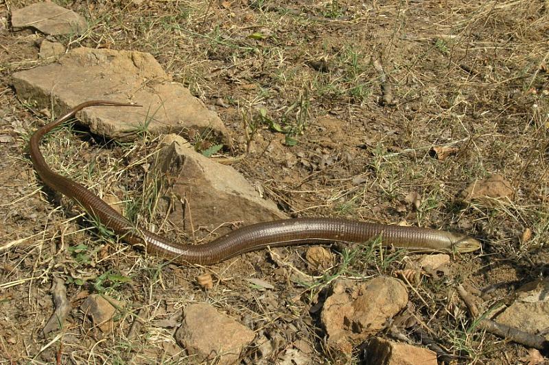 Pseudopus apodus
