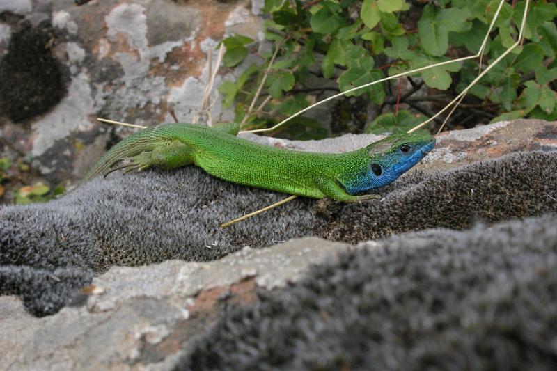 Lacerta viridis