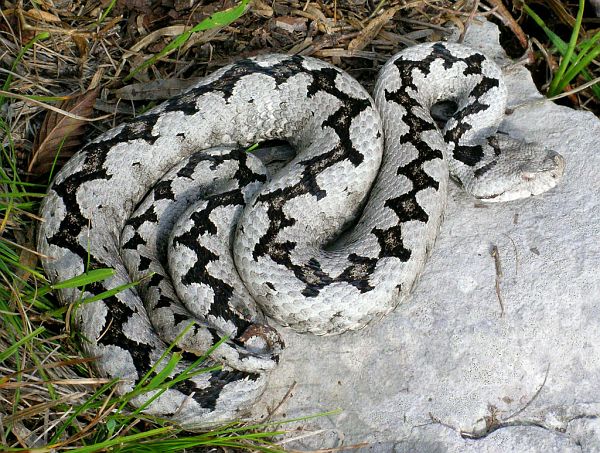 Vipera ammodytes