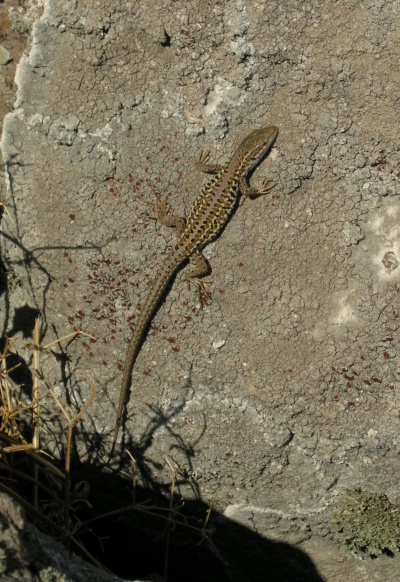 Podarcis tauricus