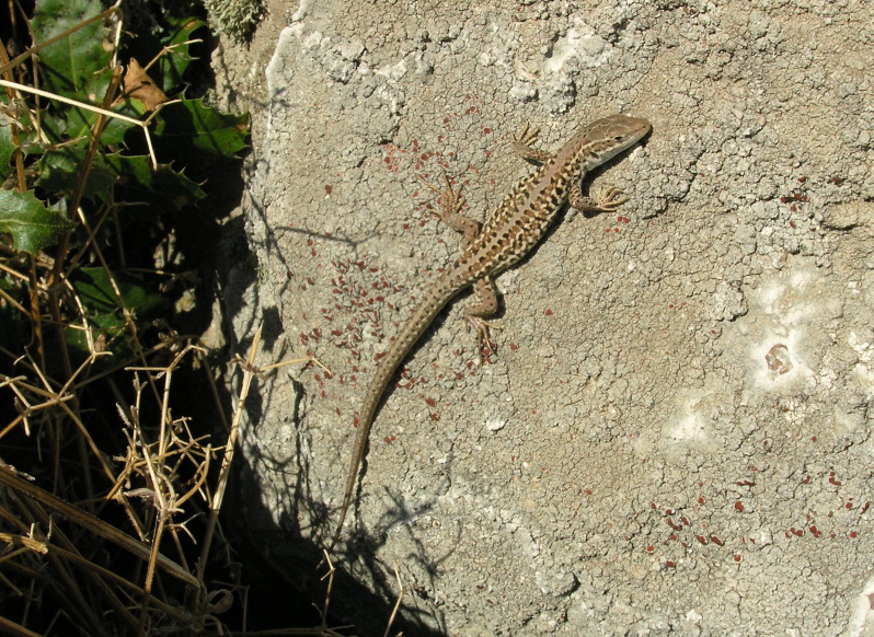 Podarcis tauricus